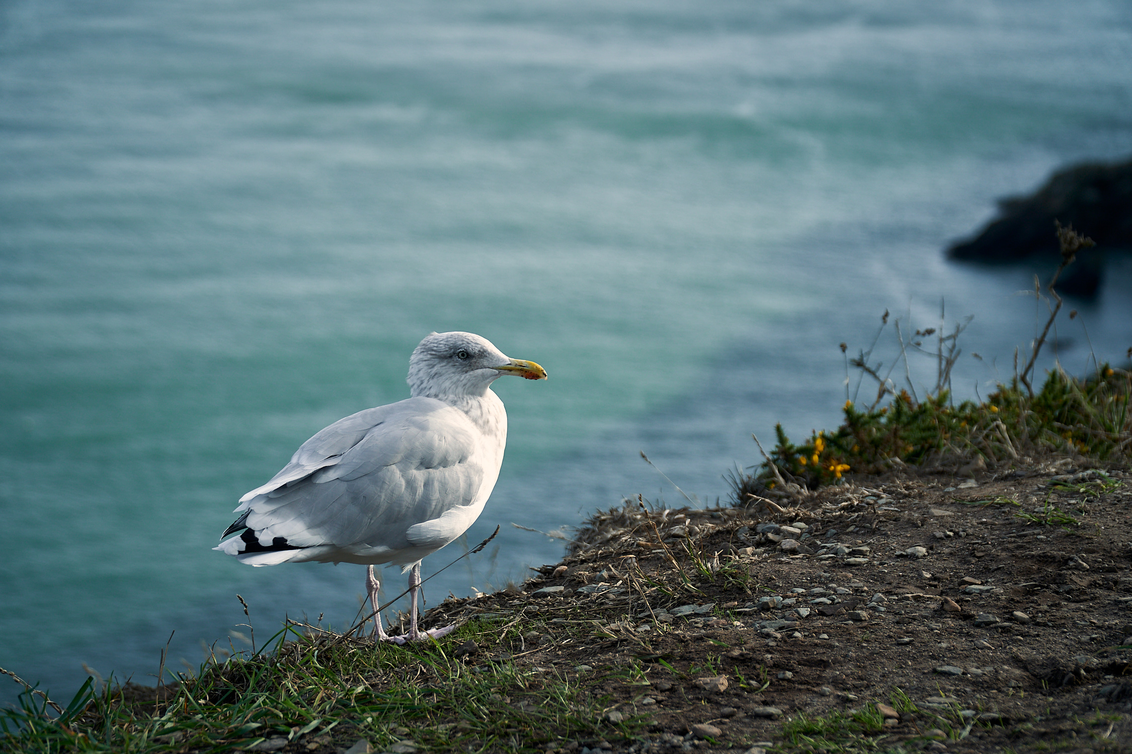 picture taken in Howth, Ireland showing Cliffs and Green